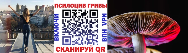 Псилоцибиновые грибы Psilocybine cubensis  Муравленко 